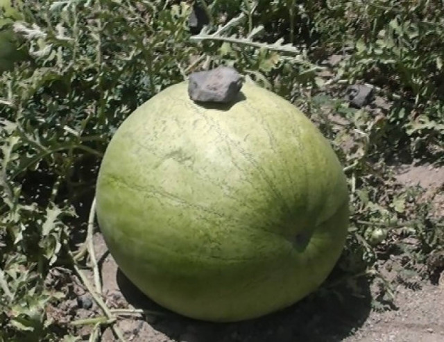 Καρπούζι 33 κιλών στη Σαντορίνη! (vid)