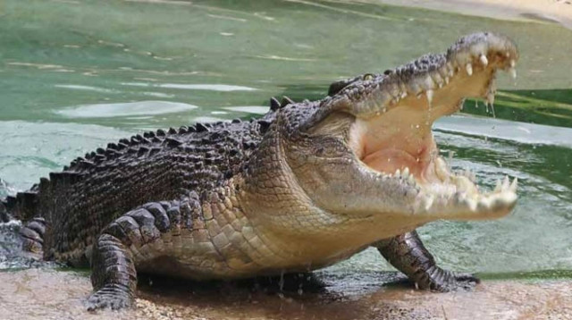 Κλέβει καρδιές o κροκόδειλος των Σερρών, Βύρωνας