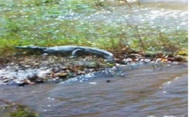 Το γκρουπ του Σήφη του κροκόδειλου τώρα και στην τηλεόραση! (vid)