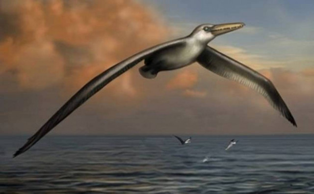 Pelagornis sandersi: the largest flying bird ever found