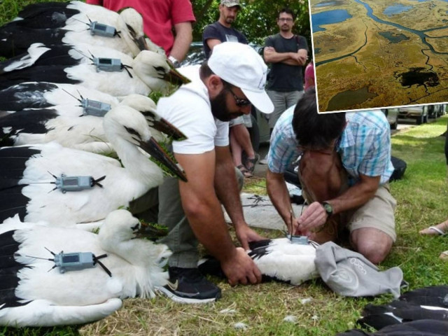 Δορυφορική παρακολούθηση πελαργών για πρώτη φορά στην Ελλάδα
