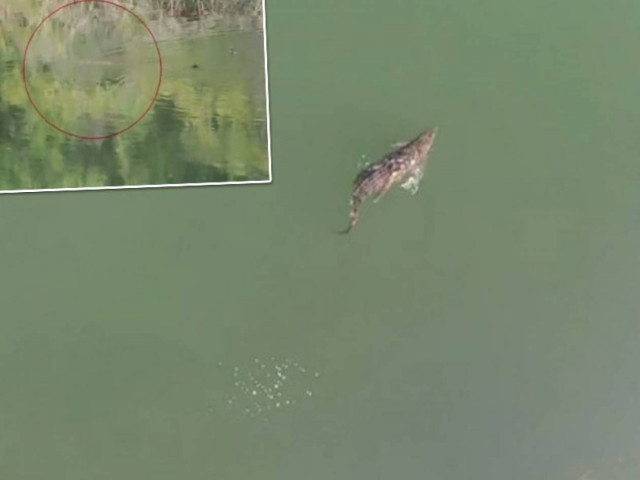 Απίστευτο: Ο «Σήφης», ο κροκόδειλος κολυμπάει αρμονικά παρέα με πάπιες! (vid)