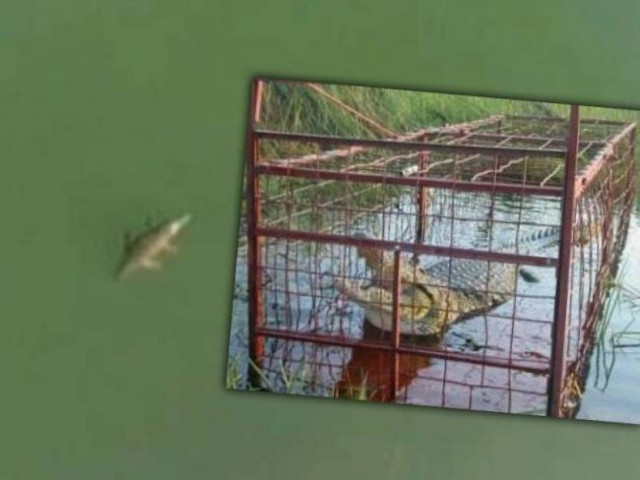 Ο Σήφης ζητά… το κοτόπουλο να είναι ελευθέρας βοσκής! (Pic)