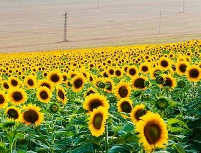 Βουλγαρία: Πρώτη στον κόσμο στις εξαγωγές ηλιόσπορων