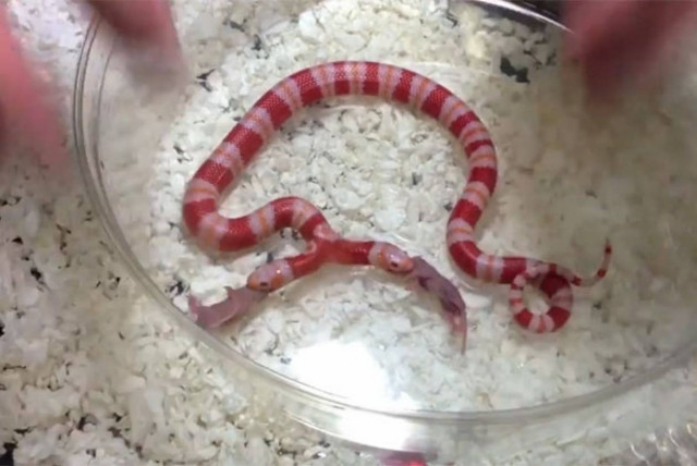 Ταΐζοντας ένα δικέφαλο φίδι ταυτόχρονα (Video)