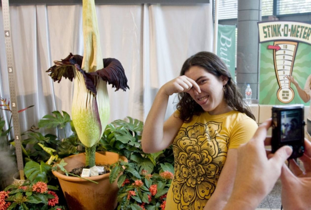 Λουλούδι με σχήμα... πέους φτάνει σε ύψος τα δύο μέτρα! (βίντεο)