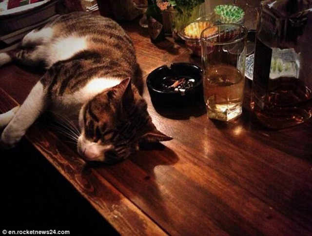 Παμπ για γάτες στο Τόκιο (pics)