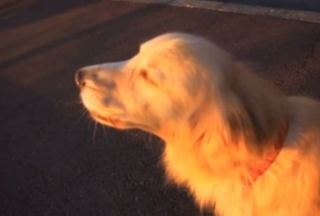 ΑΠΙΣΤΕΥΤΟ: Δείτε πως αυτός ο σκύλος μιμείται το ασθενοφόρο (vid)