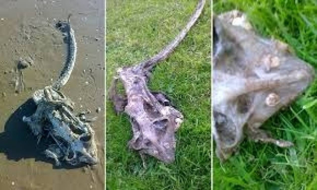 Θαλάσσιο τέρας ξεβράστηκε σε παραλία (pics)