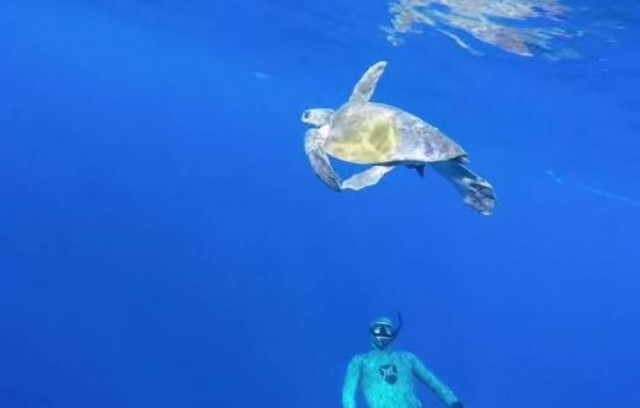 Θαλάσσια χελώνα λυτρώνεται από δύτη και... ανταποδίδει (vid)