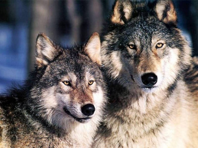 Λουκίσια: Αγέλη λύκων κατασπάραξε πρόβατα σε μαντρί