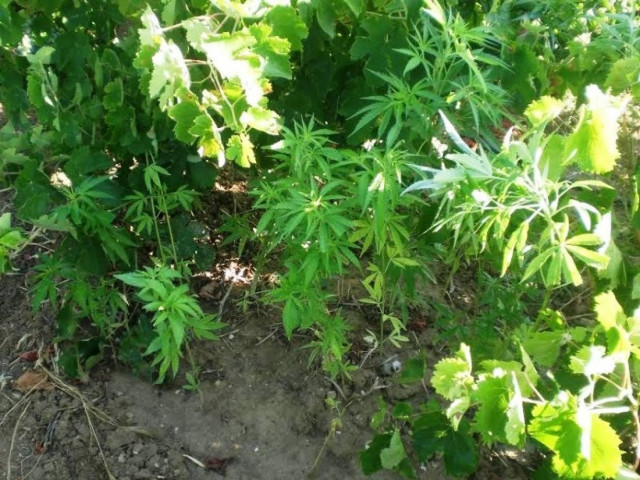 Κρήτη: Ανάμεσα σε σταφύλια και κηπευτικά καλλιεργούσε χασίς