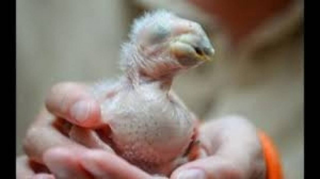 Ο παπαγάλος είναι απόγονος δεινοσαύρου; (βίντεο)