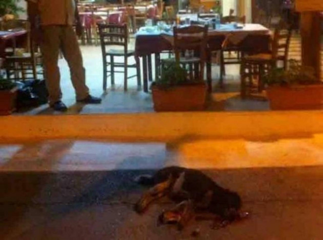 ΚΤΗΝΩΔΙΑ: Ιδιοκτήτης ταβέρνας σκότωσε σκύλο μπροστά στους θαμώνες!