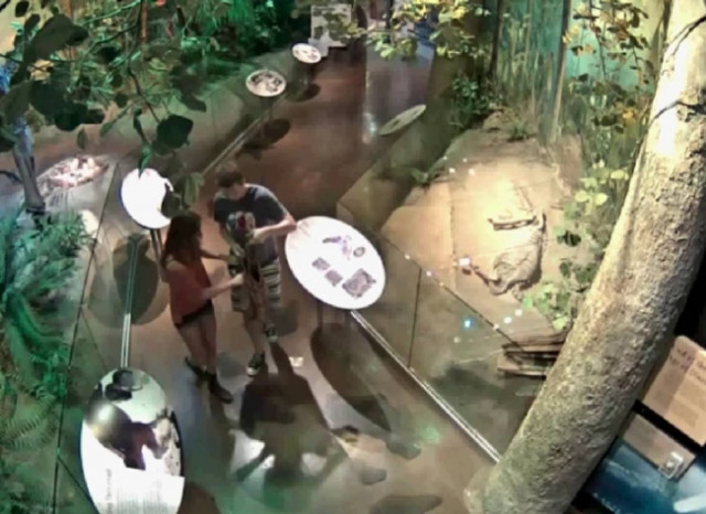 Ζευγάρι πιάστηκε να κλέβει... δεινόσαυρο! (βίντεο)