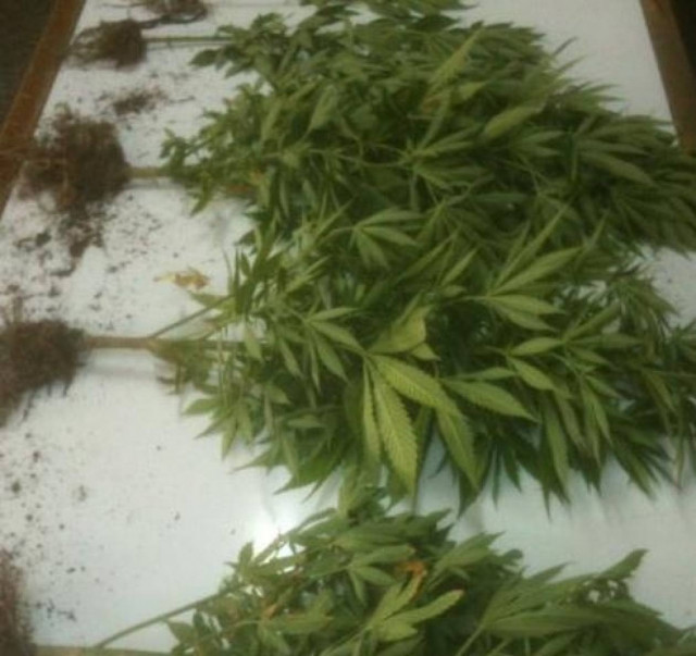 46χρονος καλλιεργούσε στο σπίτι του δενδρύλλια κάνναβης