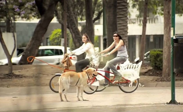 Σκύλος με αόρατο ιδιοκτήτη (vid)