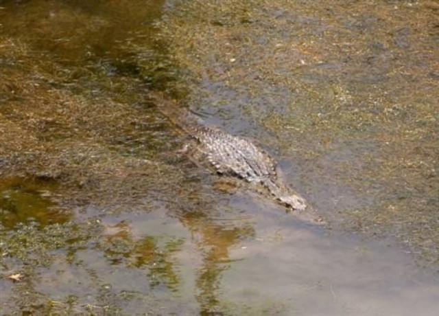 Τους... γλεντάει ο «Σήφης»! Άπιαστος ο κροκόδειλος στο Ρέθυμνο...