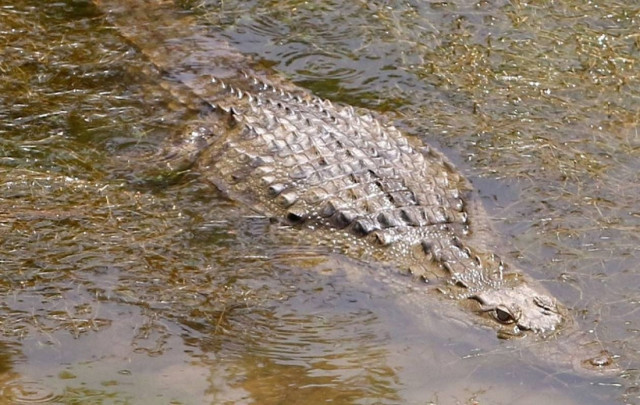 Ήρθε από την Αμερική για να δει τον Σήφη τον κροκόδειλο (vid)