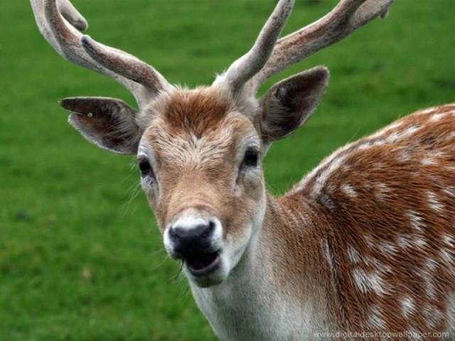 Ρόδος: Ελαφοκυνηγοί πέταξαν σακούλες με ελαφίσιο κρέας για να μην εντοπιστούν