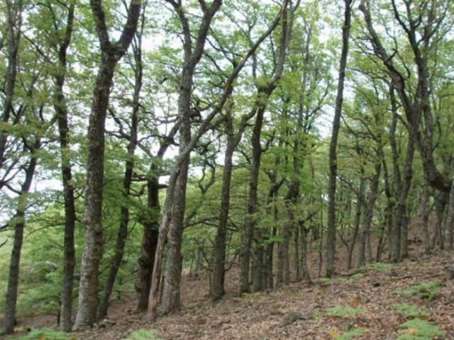 ΣΥΡΙΖΑ: Το ΥΠΕΚΑ σε ρόλο εκτελεστή των δασών