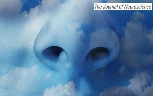 Η καταστροφική διατροφική συνήθεια που μας στερεί την όσφρηση