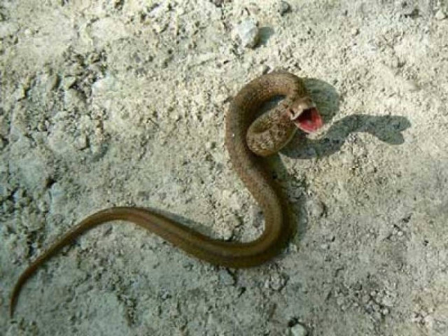 Πρέβεζα: «Διαμαντής»… δύο μέτρων παρατηρούσε παιδιά να παίζουν!!! (pics)