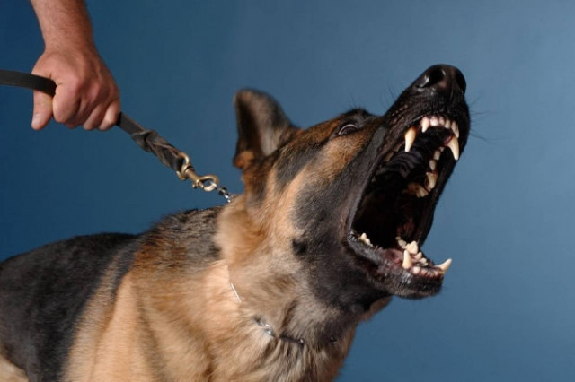 Αστυνομικός σκύλος κατασπάραξε ηλικιωμένη! (pics)