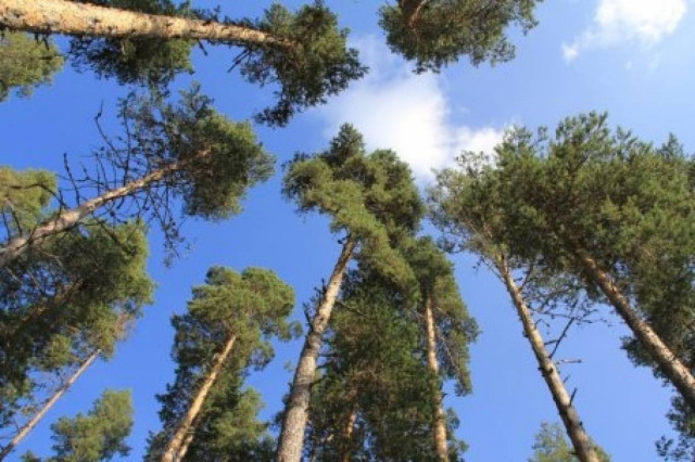 Αντιπαράθεση κυβέρνησης-αντιπολίτευσης για τα δάση