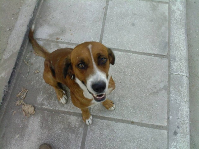 Θρίλερ στην Ξάνθη με νεαρή που υιοθετεί και εξαφανίζει σκυλιά