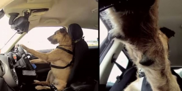 Απίστευτο! Ο Πόρτερ είναι ο πρώτος σκύλος που οδήγησε αυτοκίνητο!