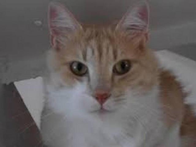 Ενίσχυση 1,3 εκατ. στους Δήμους για τα αδέσποτα ζώα