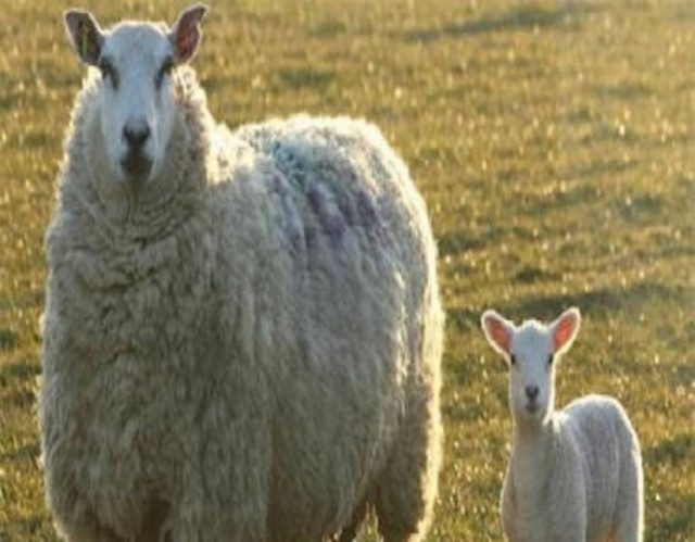 Απίθανο βίντεο: Νυσταγμένα ζώα προσπαθούν να μείνουν ξύπνια!