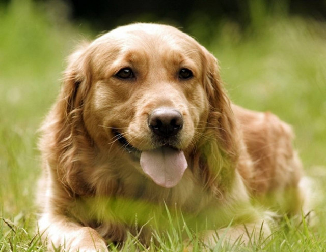 Σέρρες: Φυλάκιση ενός έτους χωρίς αναστολή για κακοποίηση σκύλου