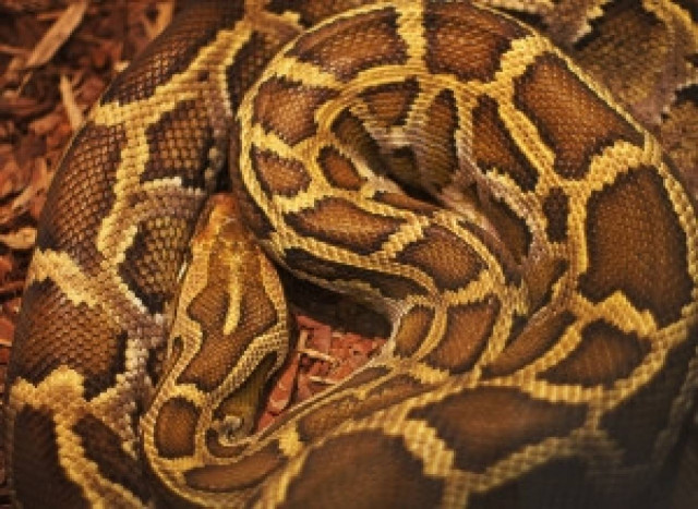 Ζήλεψε τον... «Σήφη» - Εντοπίστηκε πελώριο ανακόντα μέσα σε λίμνη