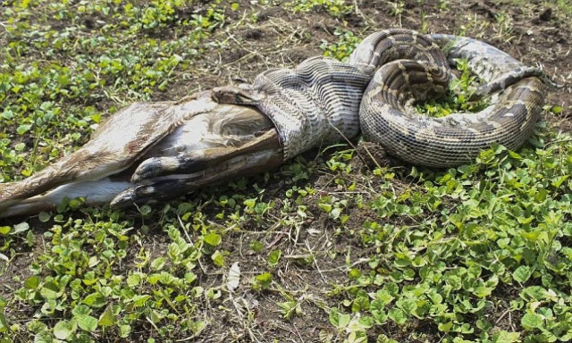 Η στιγμή που ένας πύθωνας καταπίνει μια ολόκληρη αντιλόπη! (pics)