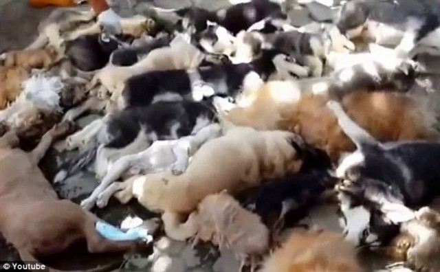Σκοτώνουν «παράνομα» κουτάβια! Σκληρές εικόνες- βίντεο