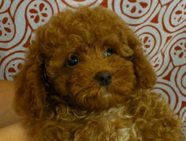 Αποδείχθηκε κι επιστημονικά: Οι σκύλοι είναι ζηλιάρηδες