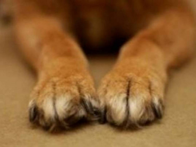 Ποινή φυλάκισης και πρόστιμο 30.000 ευρώ σε 69χρονο που σκότωσε σκύλο