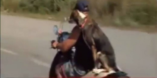 Καλαμάτα: Μάρσα... Το σκυλί που κάνει βόλτες με το μηχανάκι (vid)