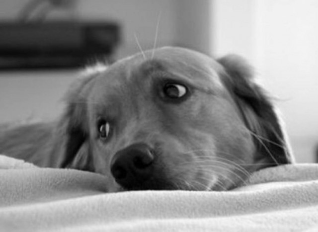 Σέρρες: Πρόστιμο 30.000 ευρώ για βασανισμό σκύλου μέχρι θανάτου