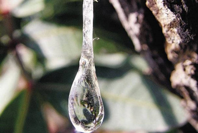 Μαστίχα: Tόσο μοναδική όσο καμία