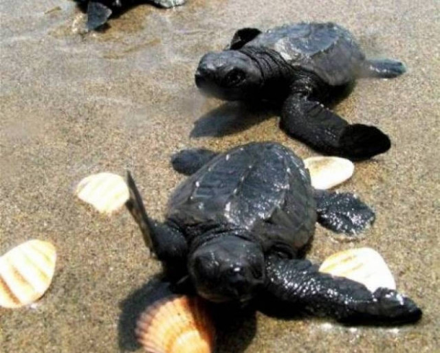 Κρήτη: Τα πρώτα χελωνάκια του 2014 έτρεξαν προς το Λυβικό πέλαγος