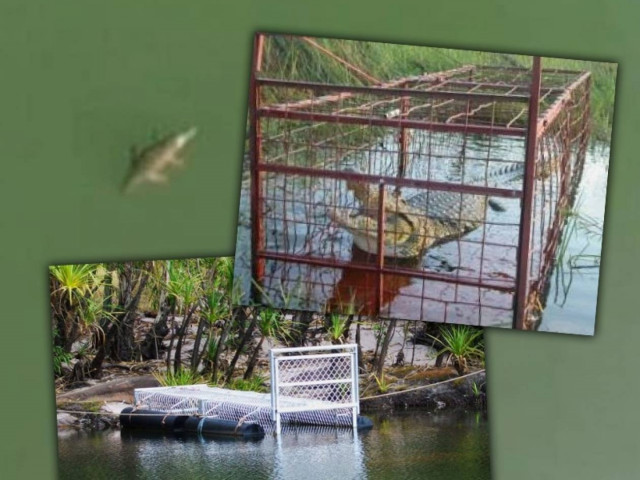 Δείτε πώς προσπαθούν να πιάσουν τον Σήφη, τον κροκόδειλο