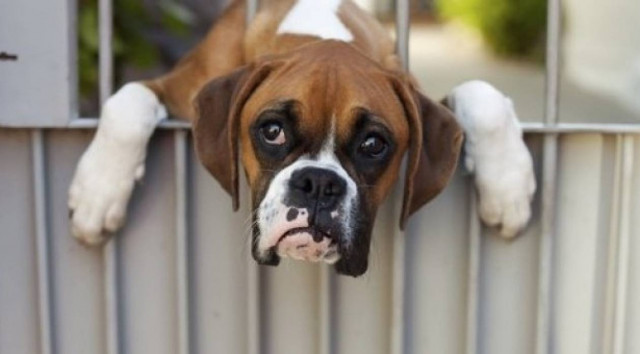 Κίνημα Οικολόγων Κύπρου: Καταγγελίες για εγκαταλείψεις κατοικιδίων