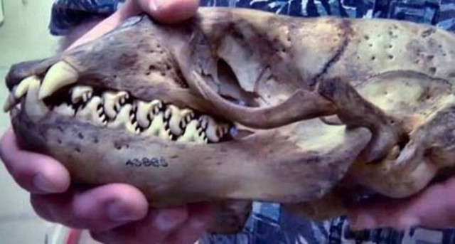 Σε ποιο ζώο ανήκει αυτό το κρανίο; (photo)