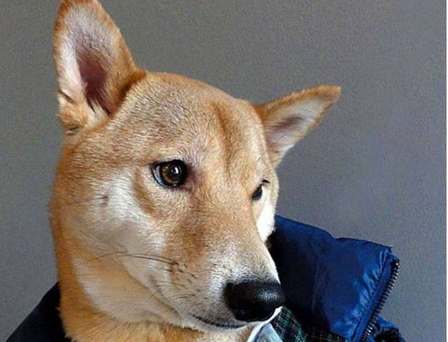 Ο πιο καλοντυμένος σκύλος στον κόσμο (pics)