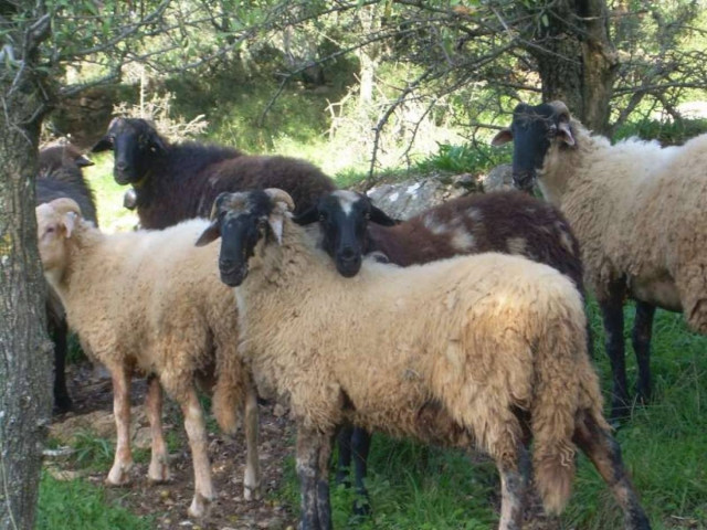 Συναγερμός για τον καταρροϊκό πυρετό στην Δυτική Ελλάδα