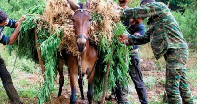 Σπείρα Αλβανών λεηλατούσε βότανα σε βουνά της Θεσπρωτίας