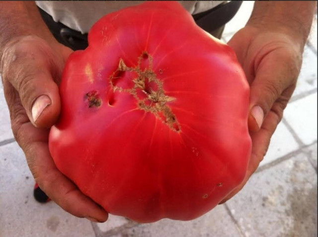 Nτομάτες - γίγας ενός κιλού (pics)
